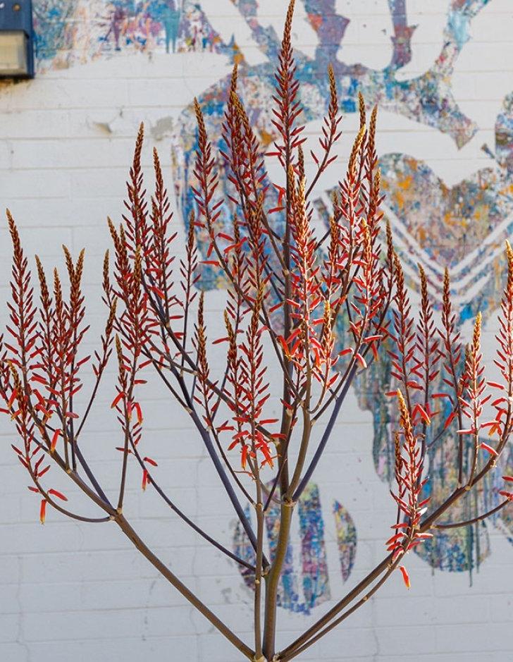 a drought resistant plant with red blooms sits in front of a student mural